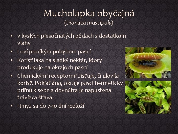 Mucholapka obyčajná (Dionaea muscipula) • v kyslých piesočnatých pôdach s dostatkom vlahy • Loví