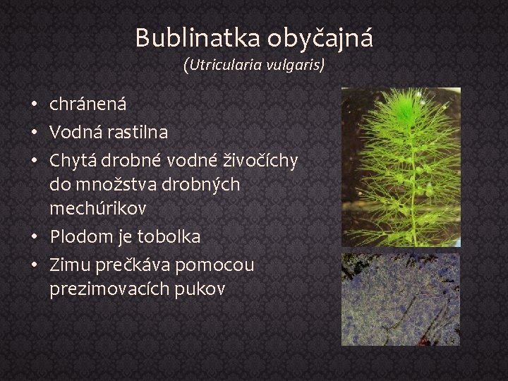 Bublinatka obyčajná (Utricularia vulgaris) • chránená • Vodná rastilna • Chytá drobné vodné živočíchy
