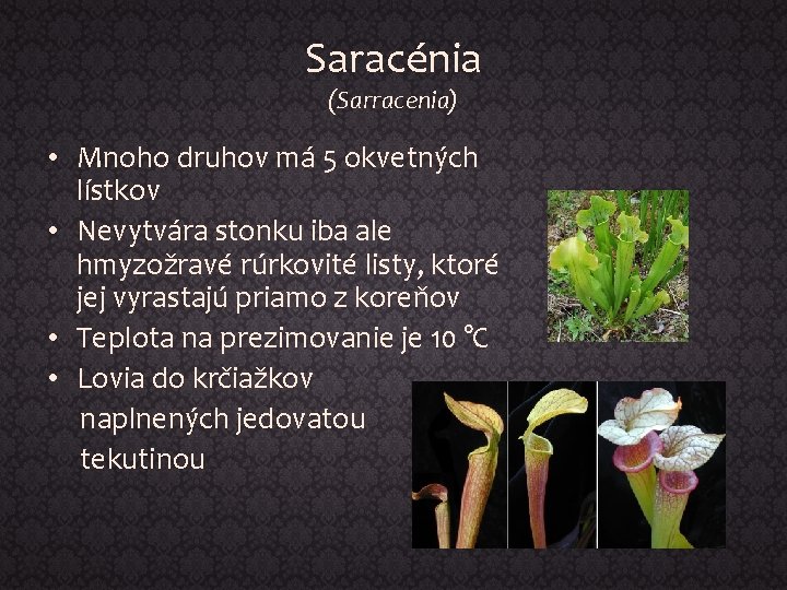 Saracénia (Sarracenia) • Mnoho druhov má 5 okvetných lístkov • Nevytvára stonku iba ale
