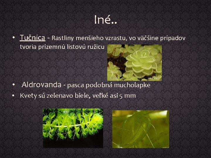 Iné. . • Tučnica - Rastliny menšieho vzrastu, vo väčšine prípadov tvoria prízemnú listovú
