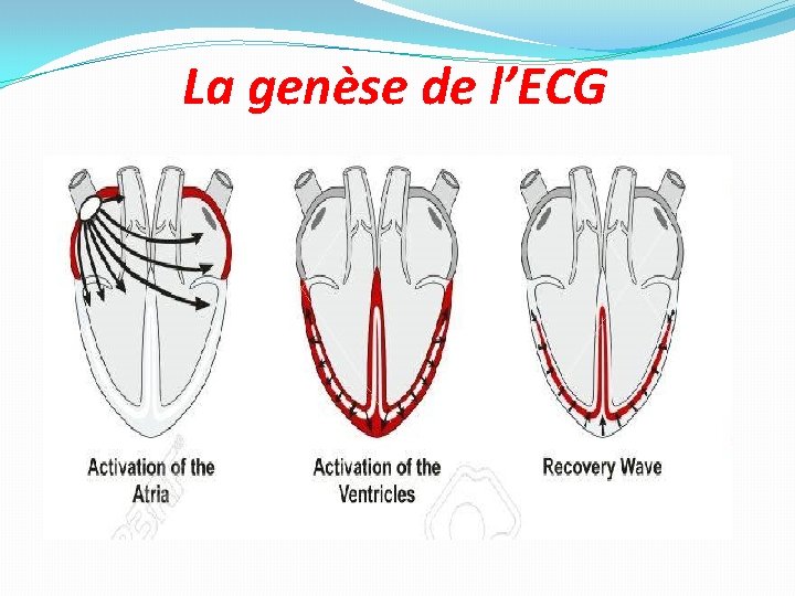 La genèse de l’ECG 