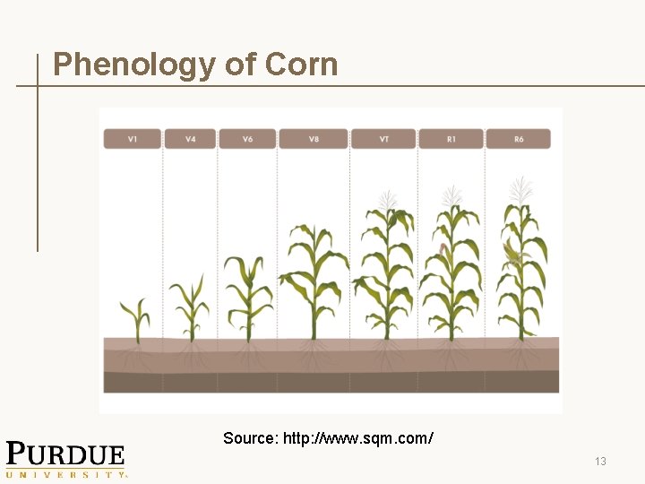 Phenology of Corn Source: http: //www. sqm. com/ 13 