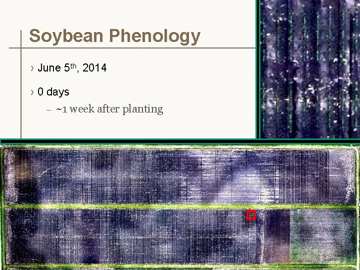 Soybean Phenology › June 5 th, 2014 › 0 days – ~1 week after