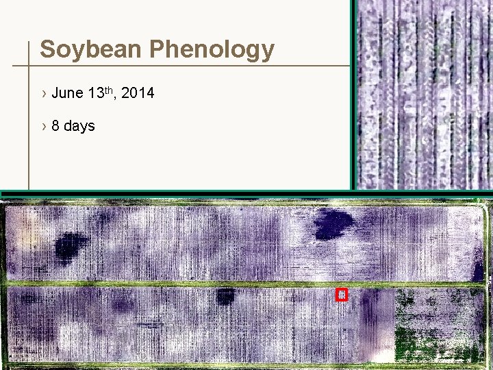 Soybean Phenology › June 13 th, 2014 › 8 days 15 