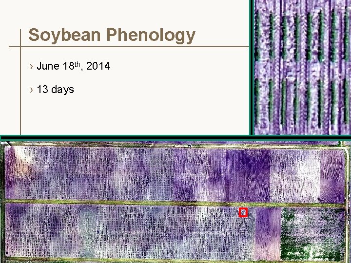 Soybean Phenology › June 18 th, 2014 › 13 days 16 