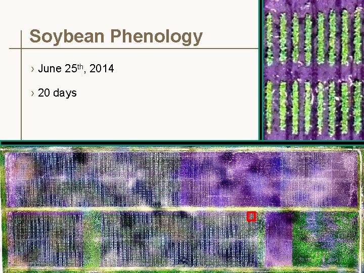 Soybean Phenology › June 25 th, 2014 › 20 days 17 