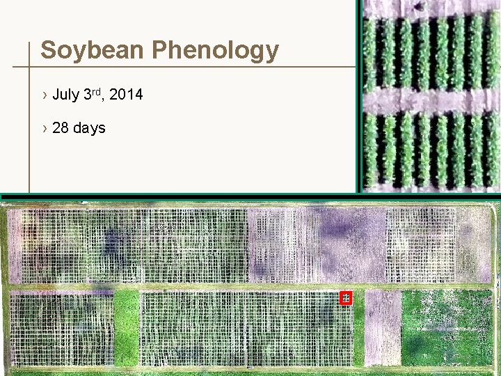 Soybean Phenology › July 3 rd, 2014 › 28 days 18 