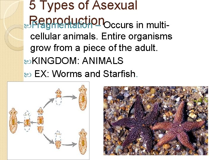 5 Types of Asexual Reproduction Fragmentation – Occurs in multicellular animals. Entire organisms grow