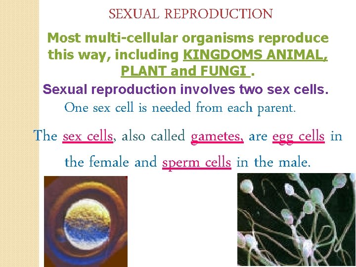 SEXUAL REPRODUCTION Most multi-cellular organisms reproduce this way, including KINGDOMS ANIMAL, PLANT and FUNGI.