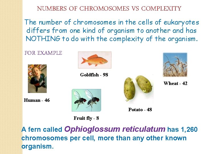 NUMBERS OF CHROMOSOMES VS COMPLEXITY The number of chromosomes in the cells of eukaryotes