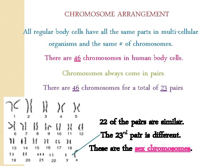 CHROMOSOME ARRANGEMENT All regular body cells have all the same parts in multi-cellular organisms