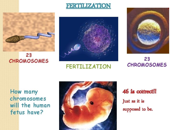 FERTILIZATION 23 CHROMOSOMES How many chromosomes will the human fetus have? FERTILIZATION 23 CHROMOSOMES