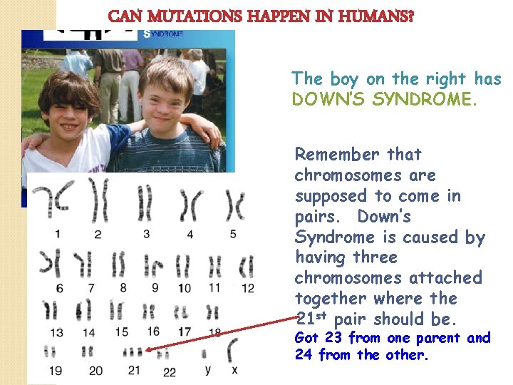 CAN MUTATIONS HAPPEN IN HUMANS? The boy on the right has DOWN’S SYNDROME. Remember