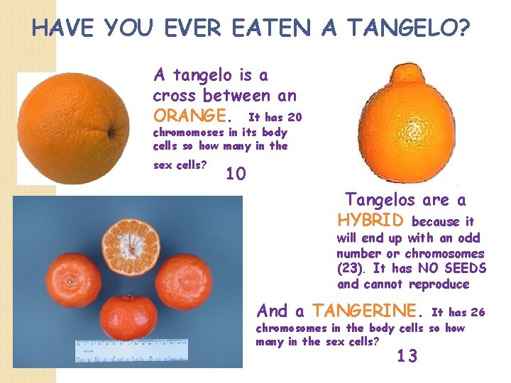 HAVE YOU EVER EATEN A TANGELO? A tangelo is a cross between an ORANGE.