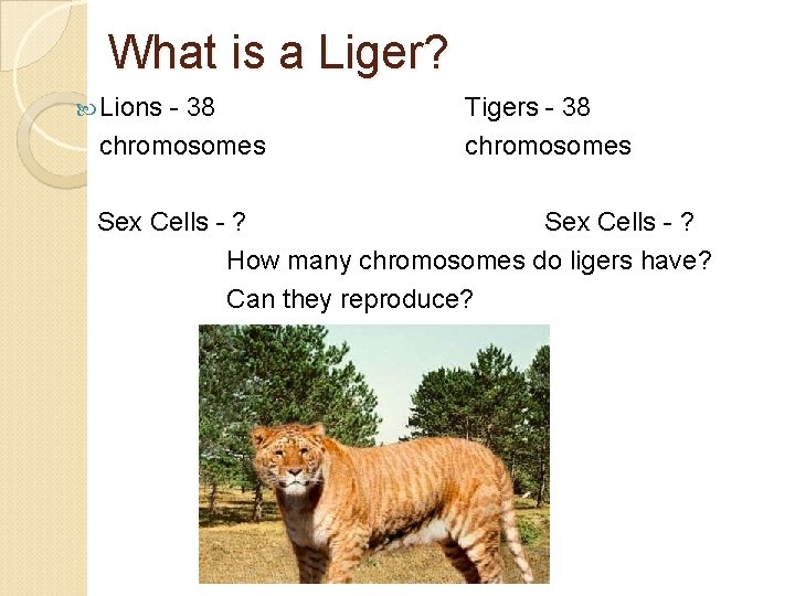 What is a Liger? Lions - 38 chromosomes Tigers - 38 chromosomes Sex Cells