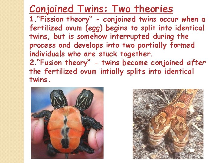 Conjoined Twins: Two theories 1. “Fission theory“ - conjoined twins occur when a fertilized