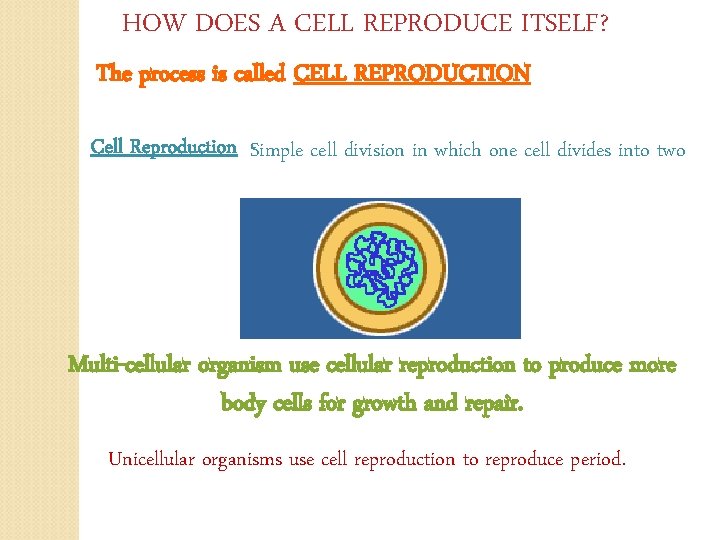 HOW DOES A CELL REPRODUCE ITSELF? The process is called CELL REPRODUCTION Cell Reproduction
