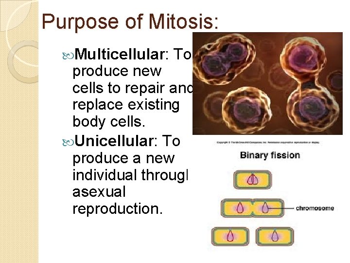 Purpose of Mitosis: Multicellular: To produce new cells to repair and replace existing body