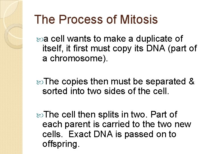 The Process of Mitosis a cell wants to make a duplicate of itself, it