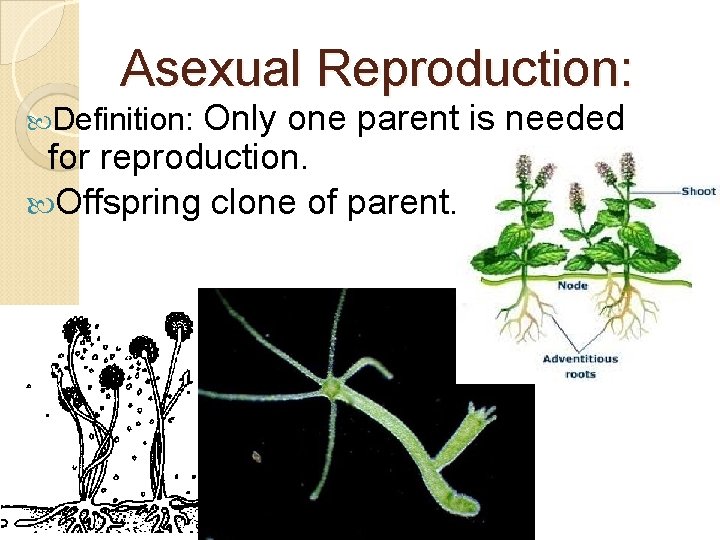 Asexual Reproduction: Only one parent is needed for reproduction. Offspring clone of parent. Definition: