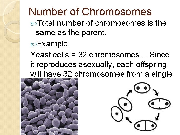 Number of Chromosomes Total number of chromosomes is the same as the parent. Example: