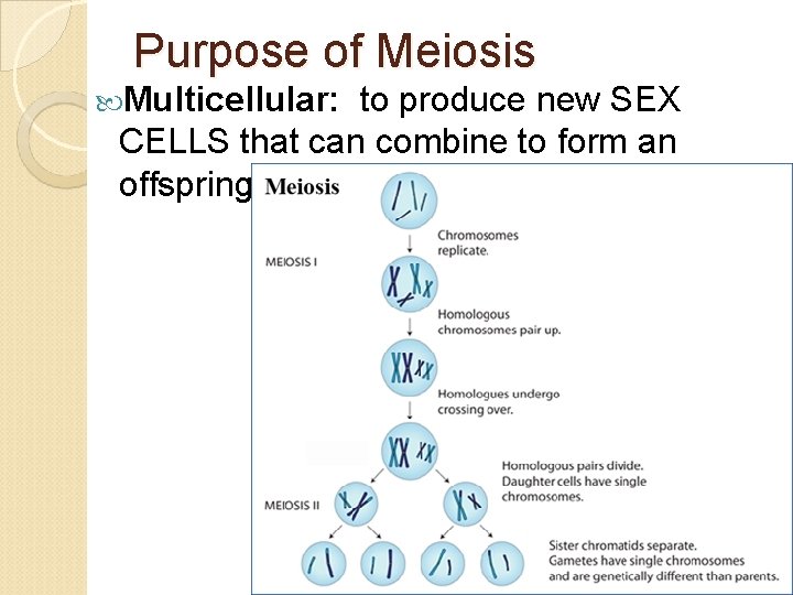 Purpose of Meiosis Multicellular: to produce new SEX CELLS that can combine to form