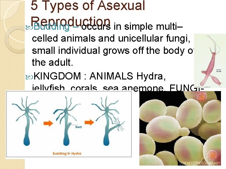 5 Types of Asexual Reproduction Budding – occurs in simple multi– celled animals and