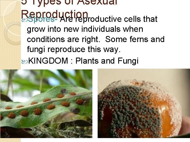 5 Types of Asexual Reproduction Spores- Are reproductive cells that grow into new individuals