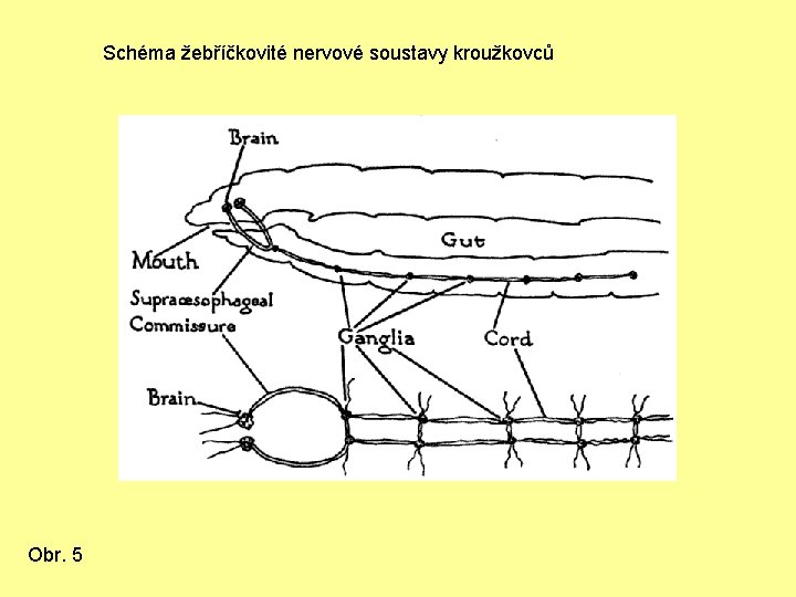 Schéma žebříčkovité nervové soustavy kroužkovců Obr. 5 