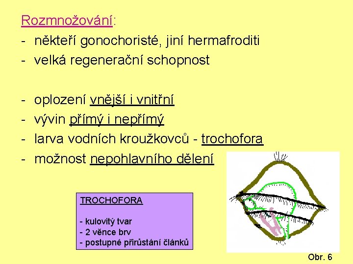 Rozmnožování: - někteří gonochoristé, jiní hermafroditi - velká regenerační schopnost - oplození vnější i