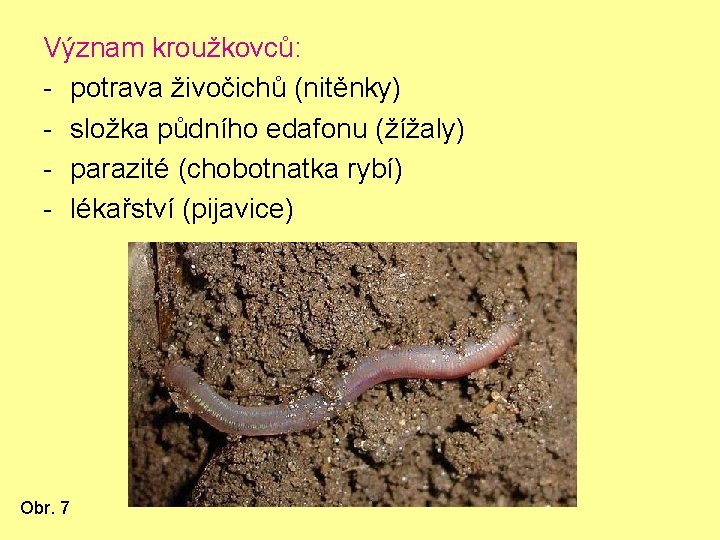 Význam kroužkovců: - potrava živočichů (nitěnky) - složka půdního edafonu (žížaly) - parazité (chobotnatka