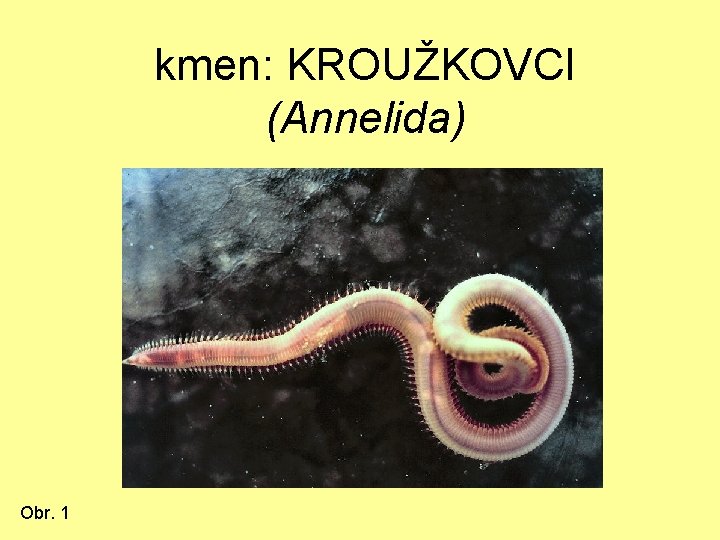 kmen: KROUŽKOVCI (Annelida) Obr. 1 