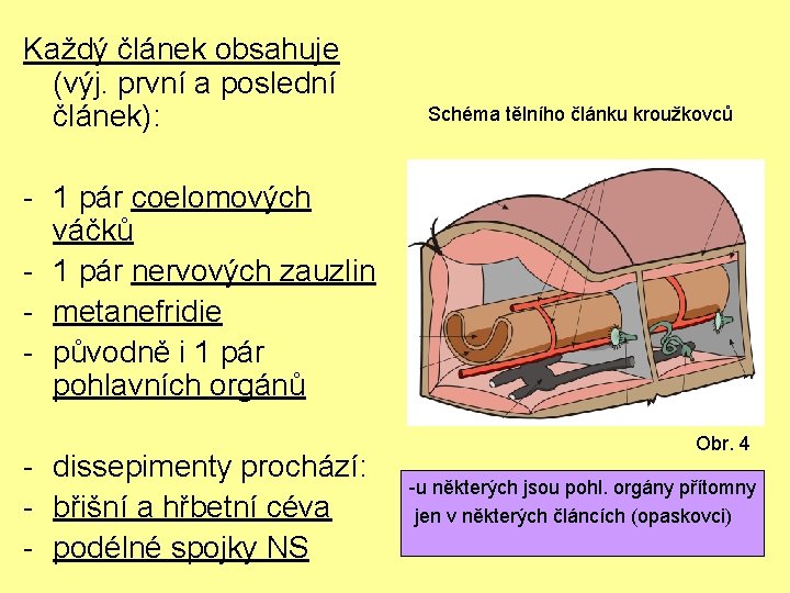 Každý článek obsahuje (výj. první a poslední článek): Schéma tělního článku kroužkovců - 1