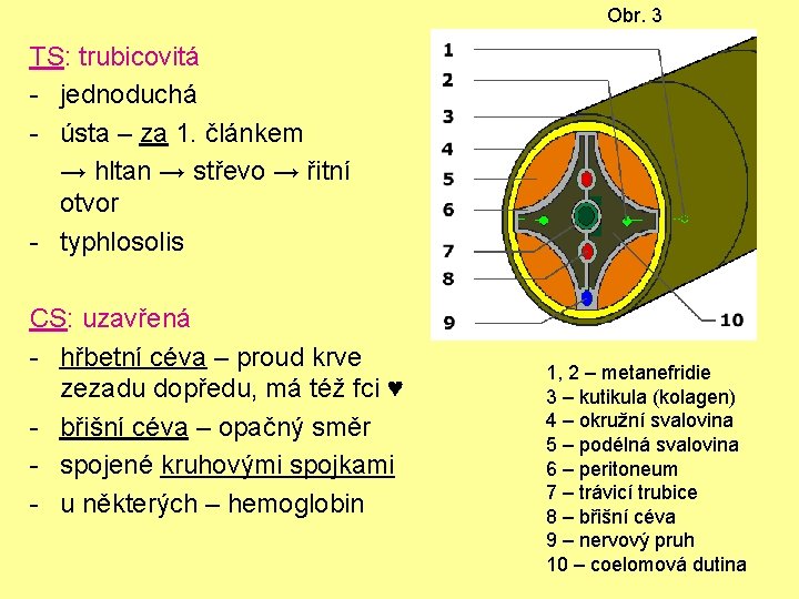 Obr. 3 TS: trubicovitá - jednoduchá - ústa – za 1. článkem → hltan