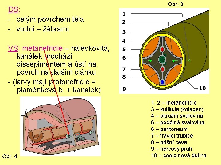 DS: - celým povrchem těla - vodní – žábrami Obr. 3 VS: metanefridie –