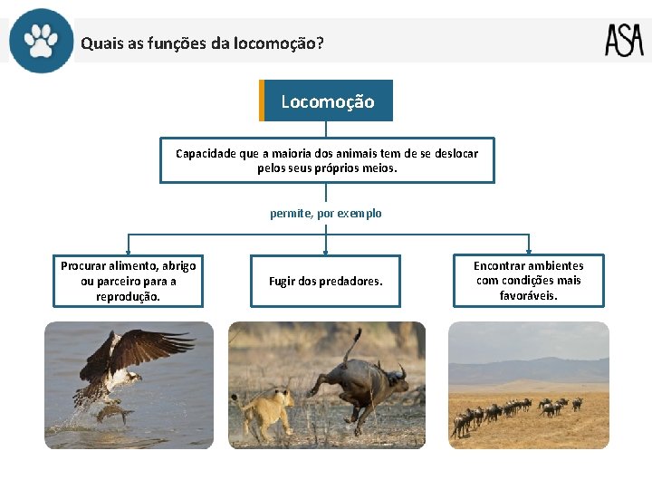 Quais as funções da locomoção? Locomoção Capacidade que a maioria dos animais tem de