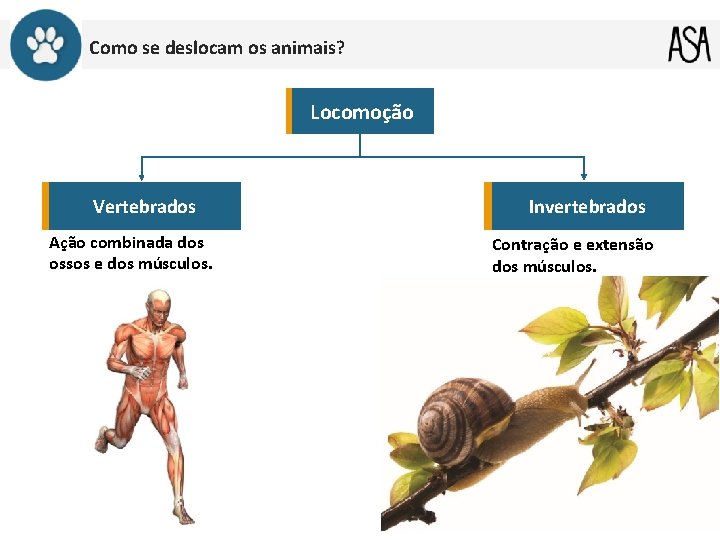 Como se deslocam os animais? Locomoção Vertebrados Ação combinada dos ossos e dos músculos.