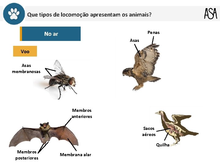 Que tipos de locomoção apresentam os animais? Penas No ar Asas Voo Asas membranosas