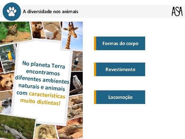 A diversidade nos animais Formas do corpo No planeta Te rra encontramos diferentes am