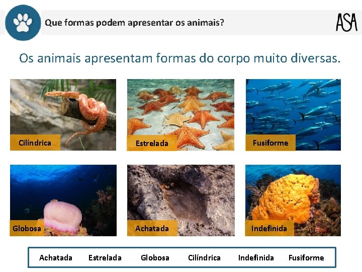 Que formas podem apresentar os animais? Os animais apresentam formas do corpo muito diversas.