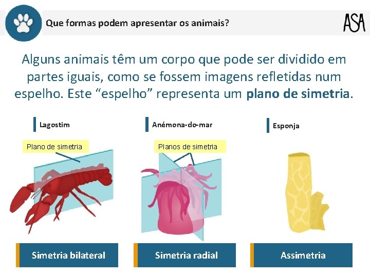 Que formas podem apresentar os animais? Alguns animais têm um corpo que pode ser