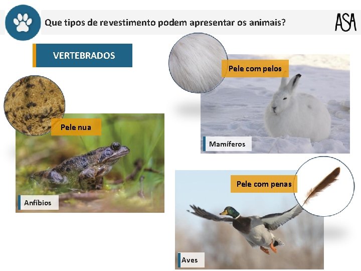 Que tipos de revestimento podem apresentar os animais? VERTEBRADOS Pele com pelos Pele nua