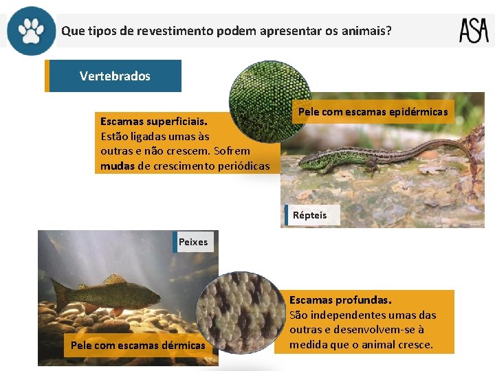 Que tipos de revestimento podem apresentar os animais? Vertebrados Escamas superficiais. Estão ligadas umas