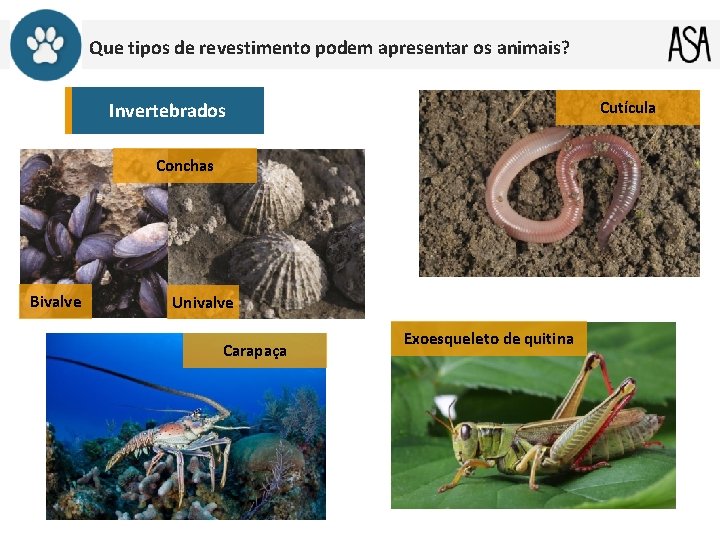 Que tipos de revestimento podem apresentar os animais? Cutícula Invertebrados Conchas Bivalve Univalve Carapaça