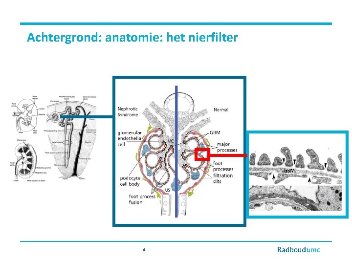 Achtergrond: anatomie: het nierfilter 4 