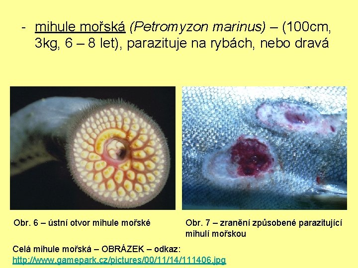 - mihule mořská (Petromyzon marinus) – (100 cm, 3 kg, 6 – 8 let),