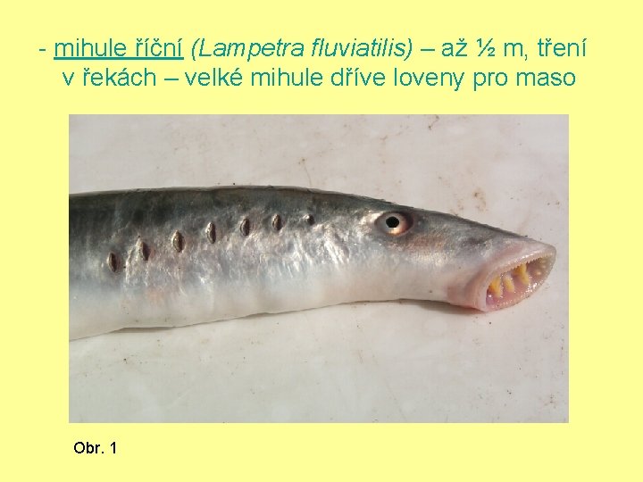 - mihule říční (Lampetra fluviatilis) – až ½ m, tření v řekách – velké