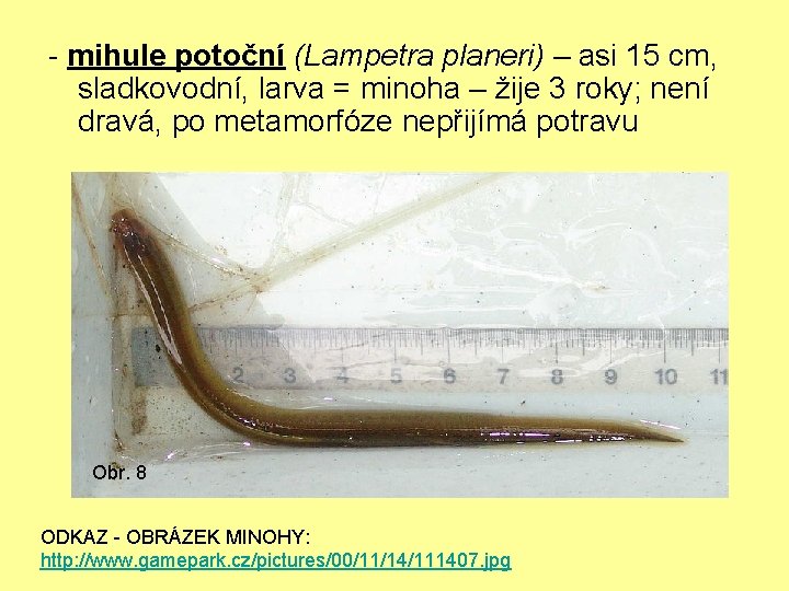 - mihule potoční (Lampetra planeri) – asi 15 cm, sladkovodní, larva = minoha –