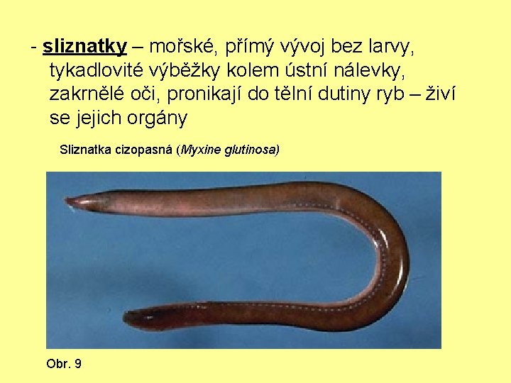 - sliznatky – mořské, přímý vývoj bez larvy, tykadlovité výběžky kolem ústní nálevky, zakrnělé