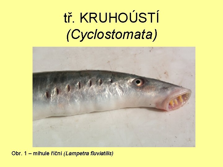 tř. KRUHOÚSTÍ (Cyclostomata) Obr. 1 – mihule říční (Lampetra fluviatilis) 